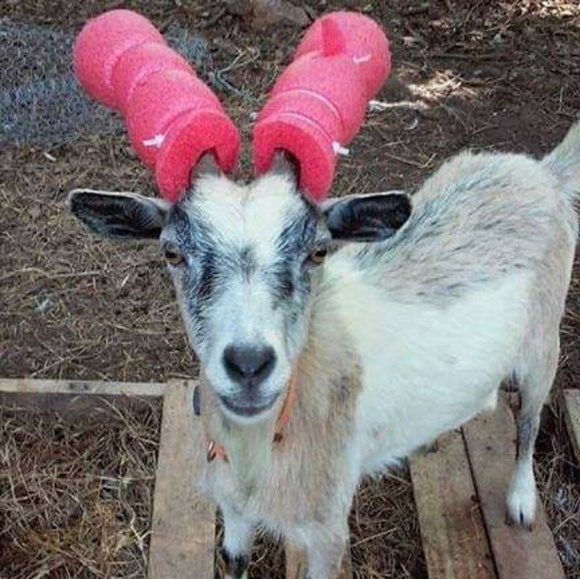 Meet your Posher, David - Picture 1 of 1